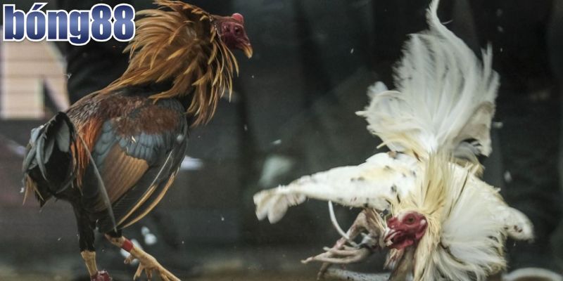 Lý do đá gà Malaysia thu hút người chơi